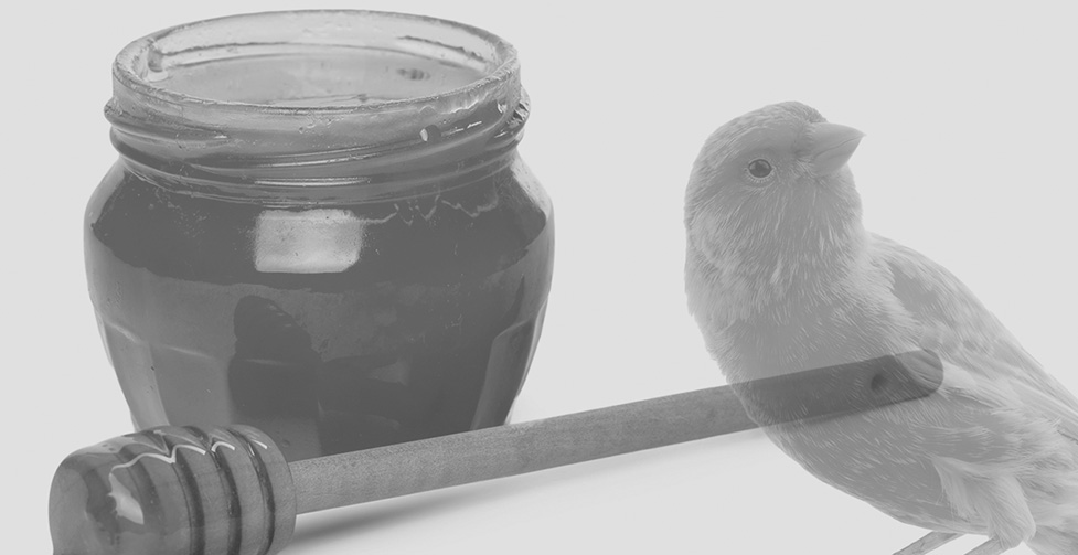 PocketSIEM - Honeypots and Canary Files - Early Warning System Every SOC Needs